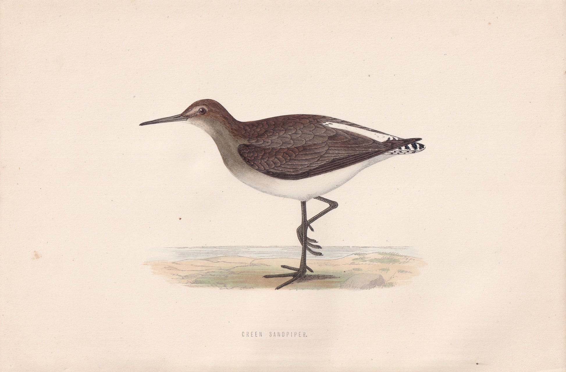 Green Sandpiper - original 1870 hand coloured antique bird print by Alexander Francis Lydon, engraved by Benjamin Fawcett