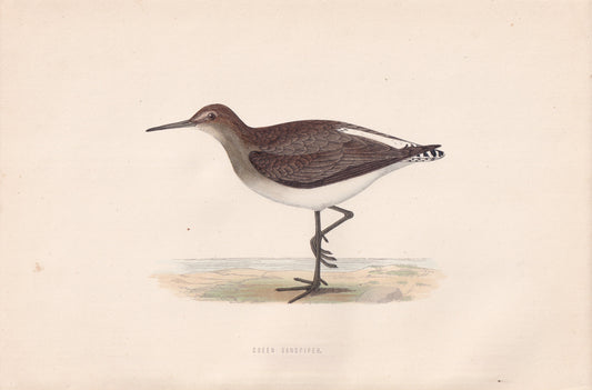 Green Sandpiper - original 1870 hand coloured antique bird print by Alexander Francis Lydon, engraved by Benjamin Fawcett
