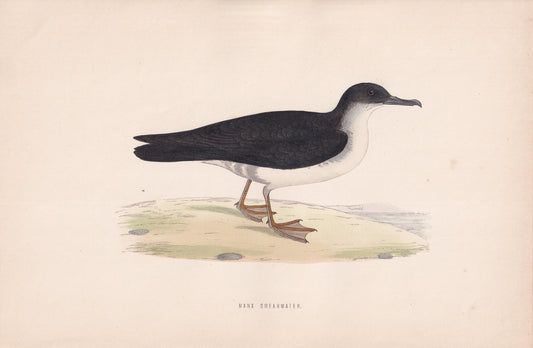 Manx Shearwater - original 1870 hand coloured antique bird print by Alexander Francis Lydon, engraved by Benjamin Fawcett