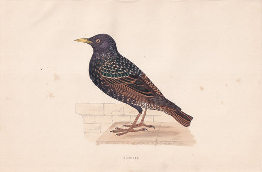 Starling - original 1870 hand coloured antique bird print by Alexander Francis Lydon, engraved by Benjamin Fawcett