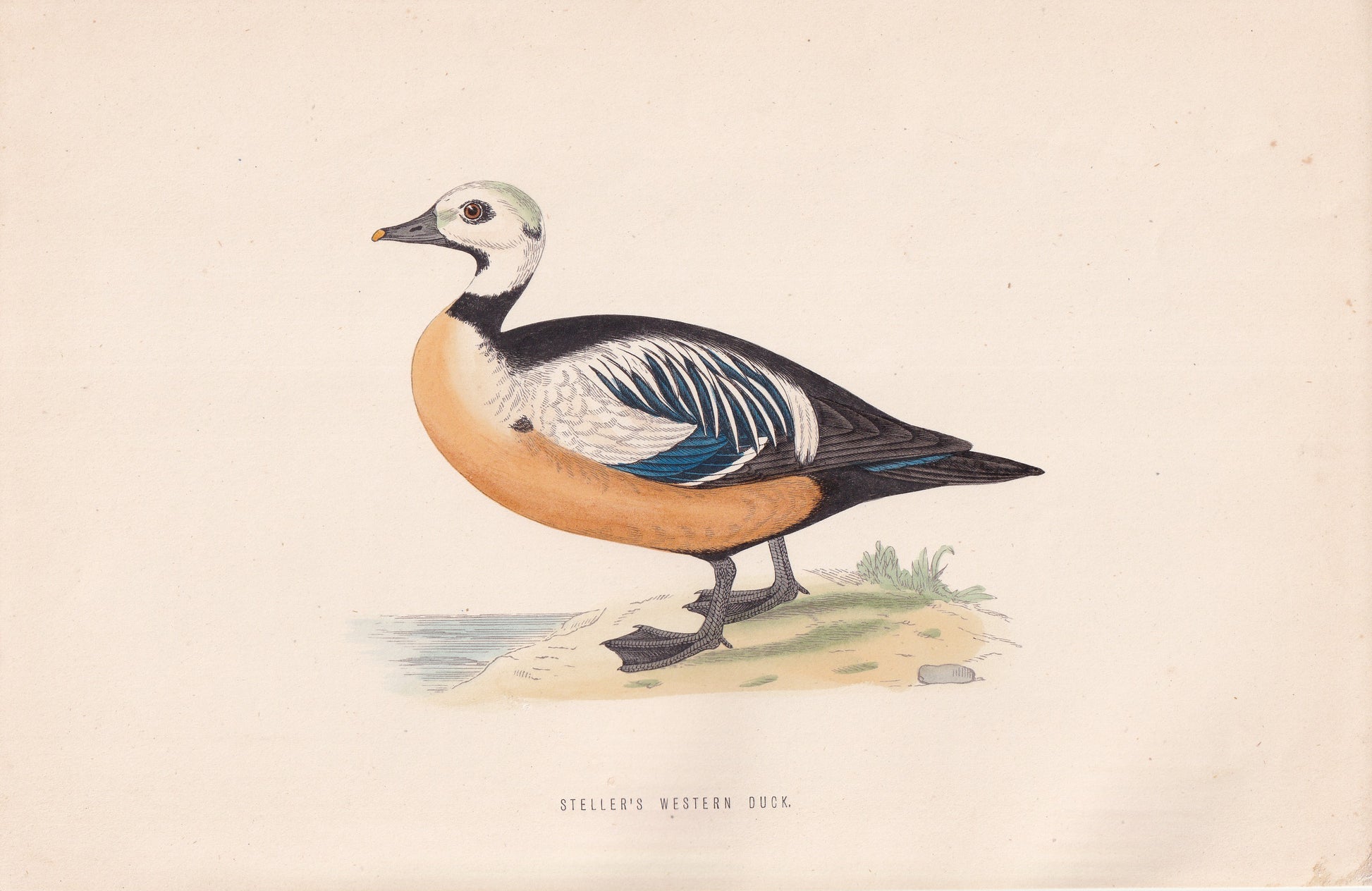 Steller's Western Duck - original 1870 hand coloured antique bird print by Alexander Francis Lydon, engraved by Benjamin Fawcett