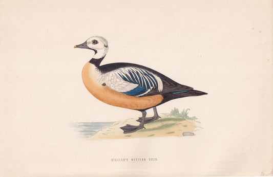 Steller's Western Duck - original 1870 hand coloured antique bird print by Alexander Francis Lydon, engraved by Benjamin Fawcett