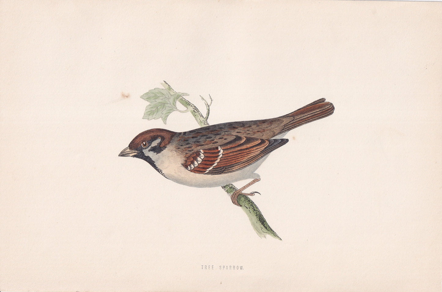 Tree Sparrow - original 1870 hand coloured antique bird print by Alexander Francis Lydon, engraved by Benjamin Fawcett