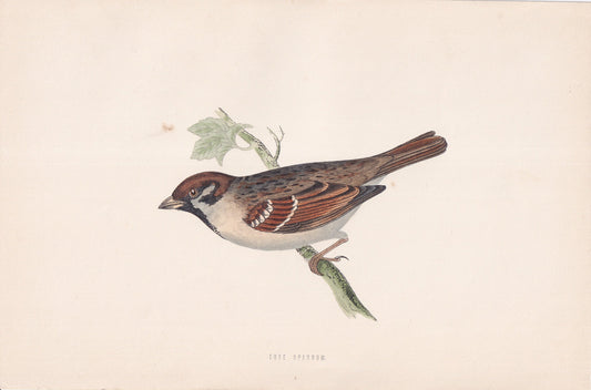 Tree Sparrow - original 1870 hand coloured antique bird print by Alexander Francis Lydon, engraved by Benjamin Fawcett