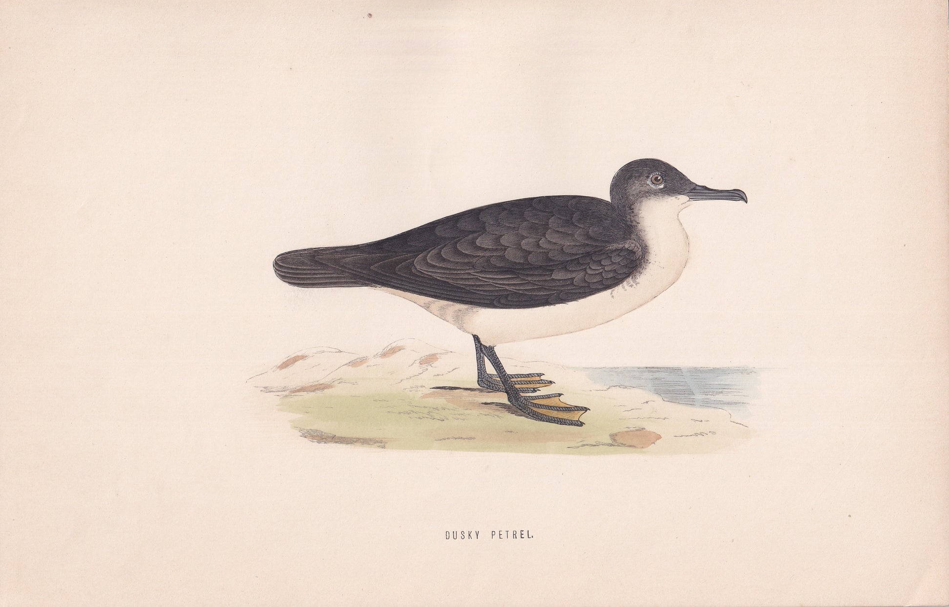 Dusky Petrel - original 1870 hand coloured antique bird print by Alexander Francis Lydon, engraved by Benjamin Fawcett