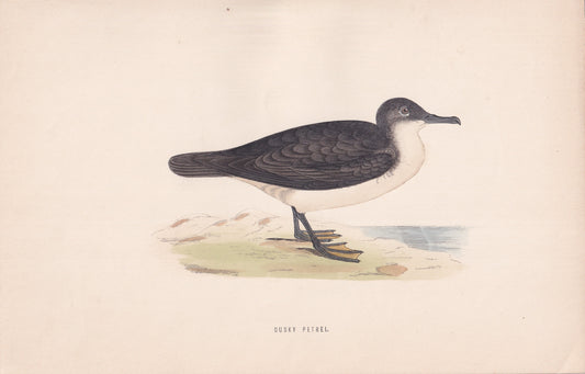 Dusky Petrel - original 1870 hand coloured antique bird print by Alexander Francis Lydon, engraved by Benjamin Fawcett