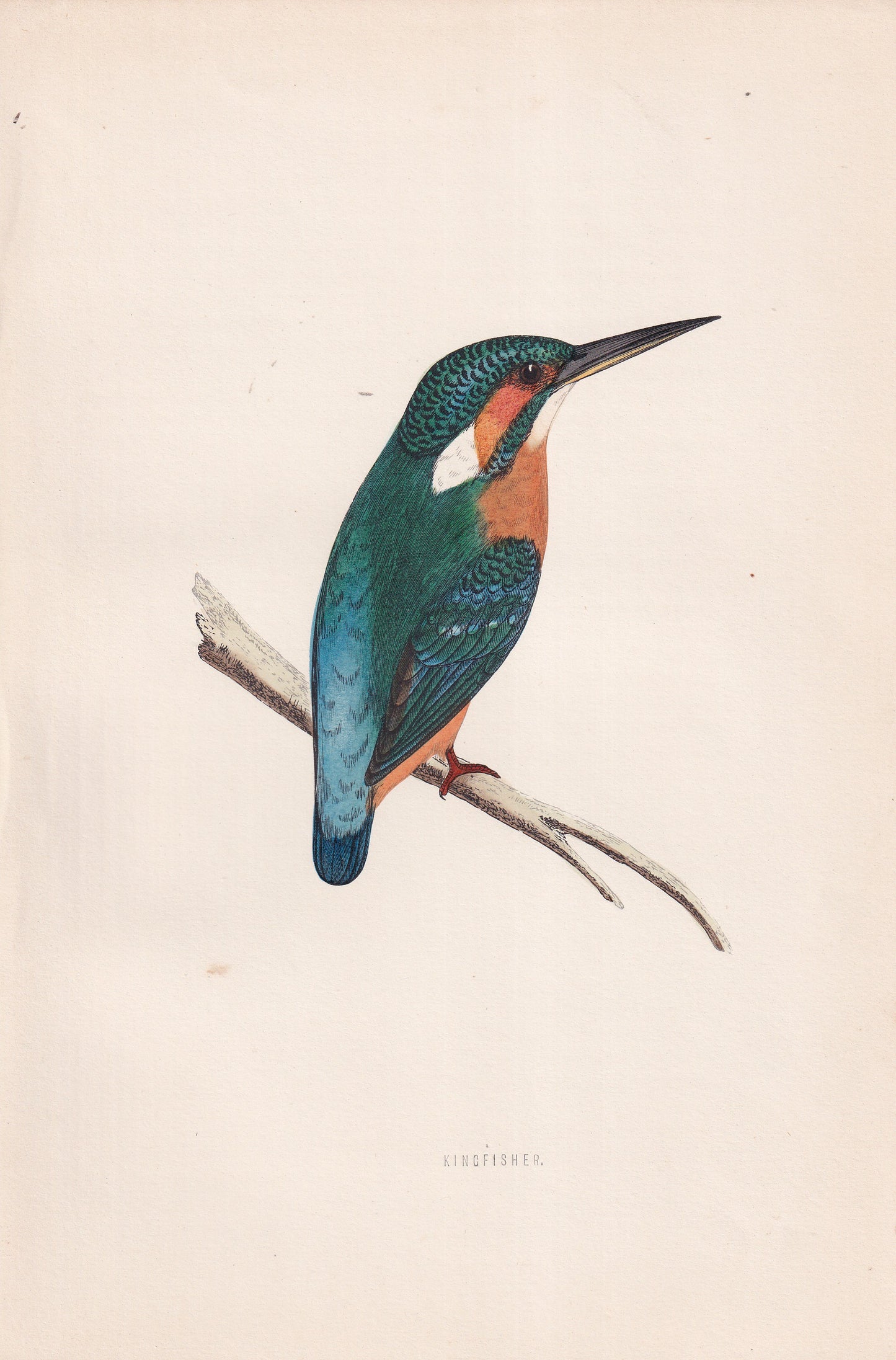 Kingfisher - original 1870 hand coloured antique bird print by Alexander Francis Lydon, engraved by Benjamin Fawcett