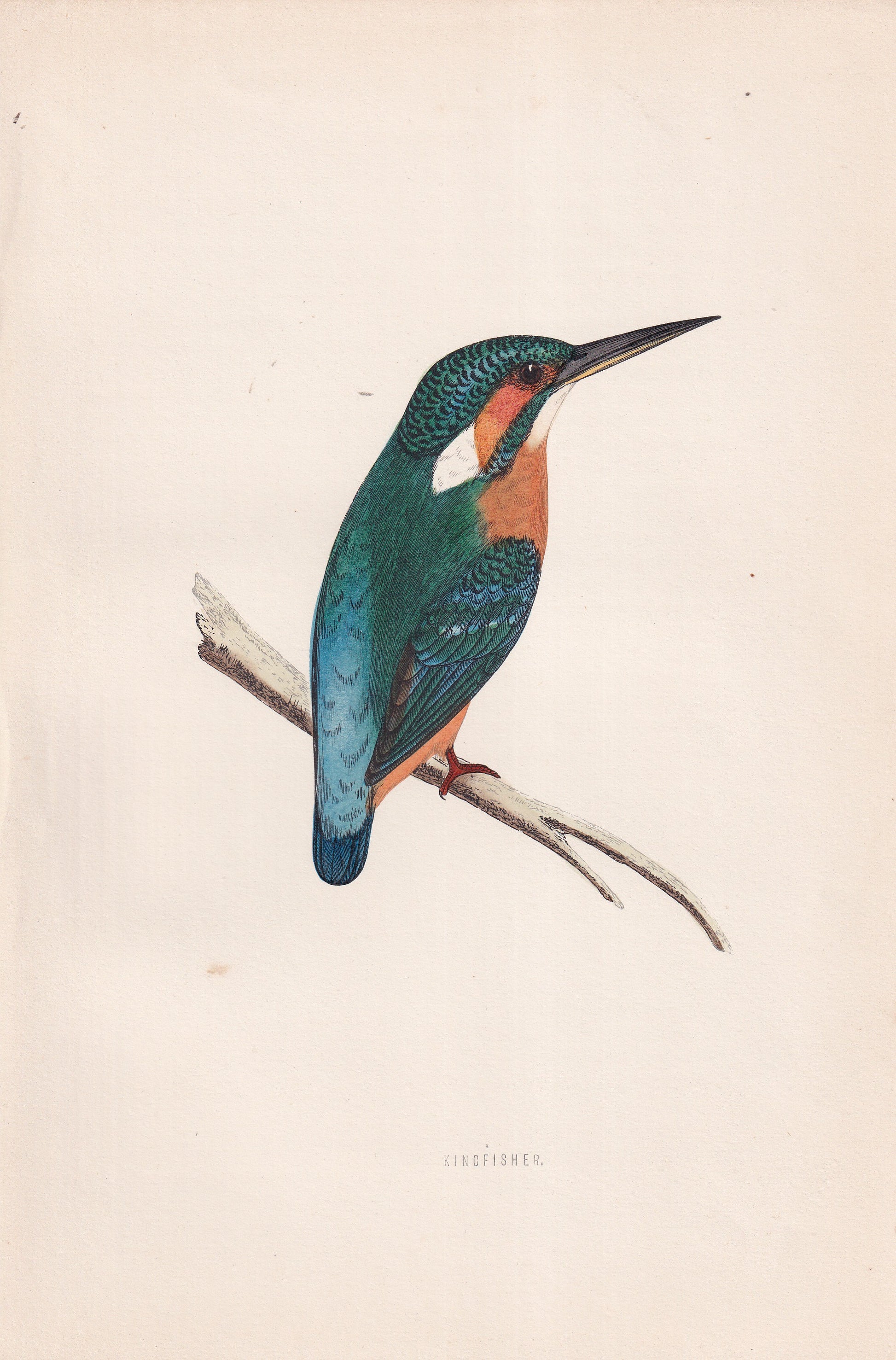 Kingfisher - original 1870 hand coloured antique bird print by Alexander Francis Lydon, engraved by Benjamin Fawcett