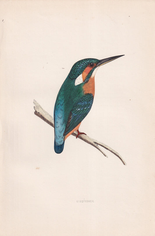 Kingfisher - original 1870 hand coloured antique bird print by Alexander Francis Lydon, engraved by Benjamin Fawcett