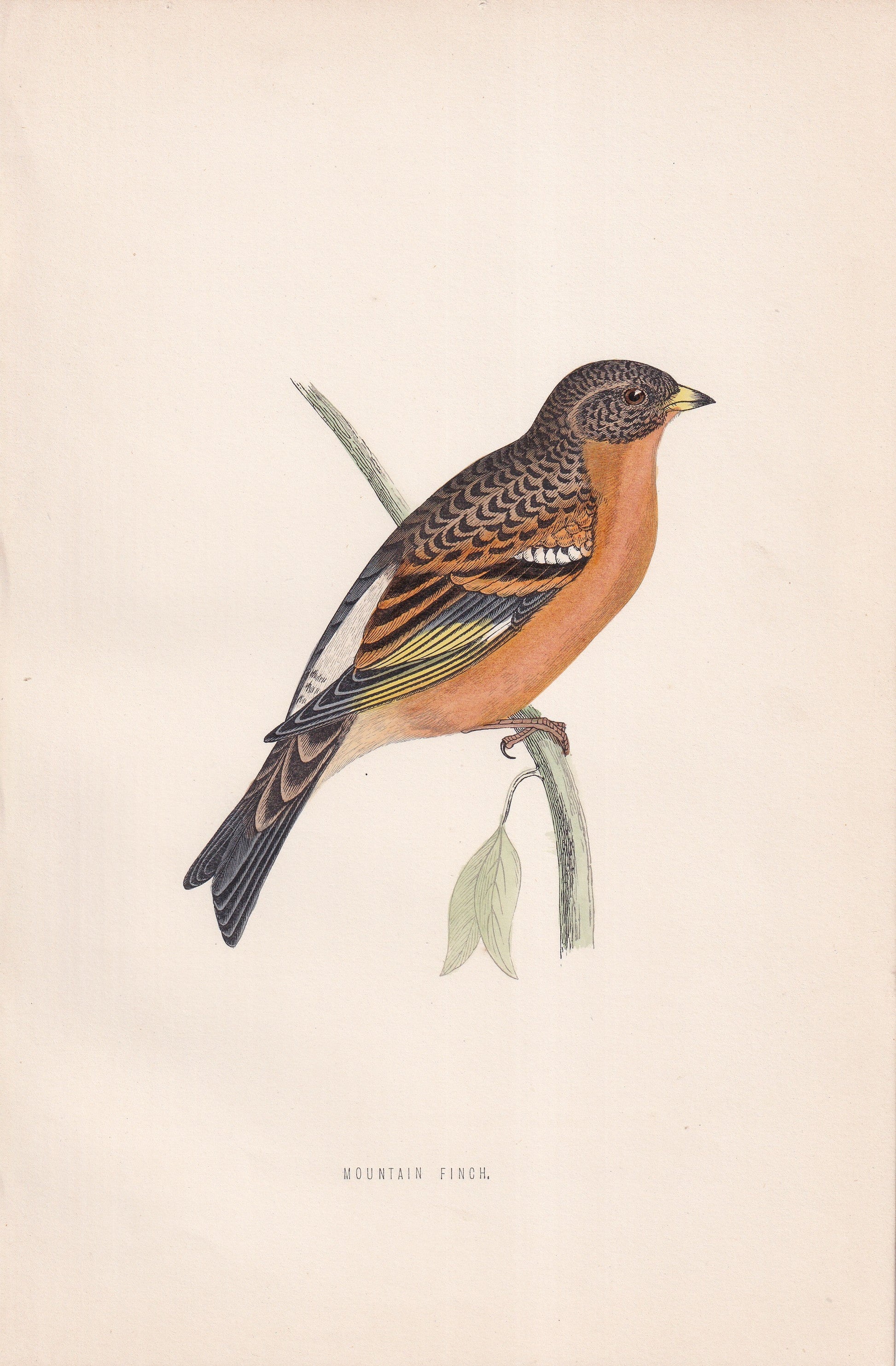 Mountain Finch - original 1870 hand coloured antique bird print by Alexander Francis Lydon, engraved by Benjamin Fawcett