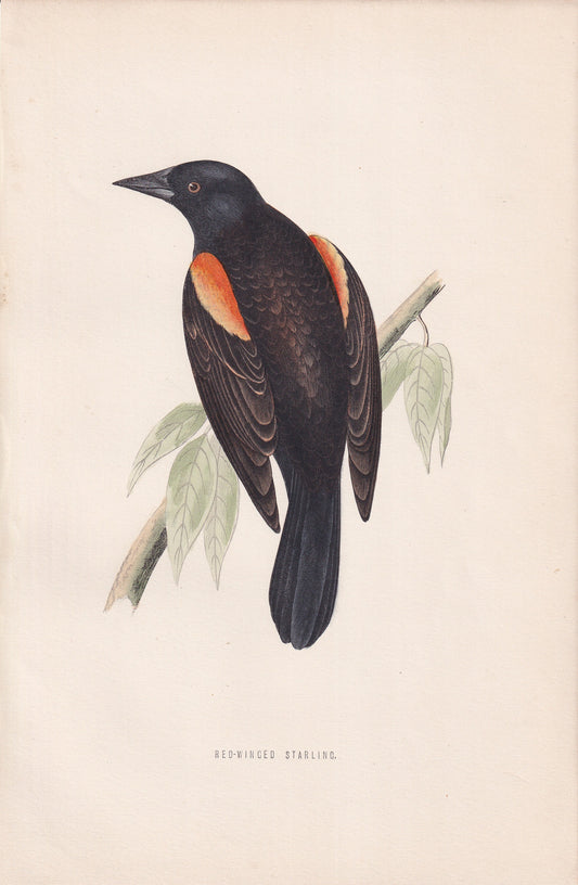 Red-winged Starling - original 1870 hand coloured antique bird print by Alexander Francis Lydon, engraved by Benjamin Fawcett