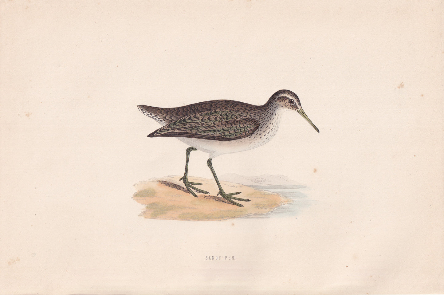 Sandpiper - original 1870 hand coloured antique bird print by Alexander Francis Lydon, engraved by Benjamin Fawcett