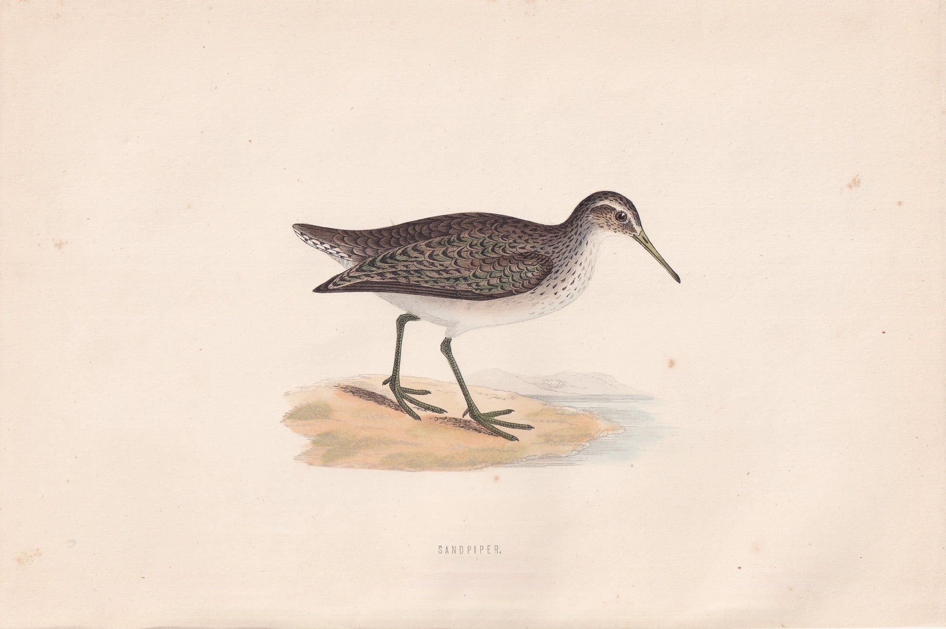 Sandpiper - original 1870 hand coloured antique bird print by Alexander Francis Lydon, engraved by Benjamin Fawcett