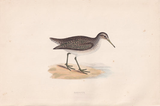 Sandpiper - original 1870 hand coloured antique bird print by Alexander Francis Lydon, engraved by Benjamin Fawcett