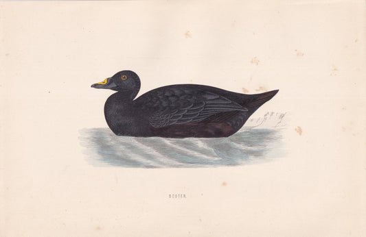 Scoter - original 1870 hand coloured antique bird print by Alexander Francis Lydon, engraved by Benjamin Fawcett