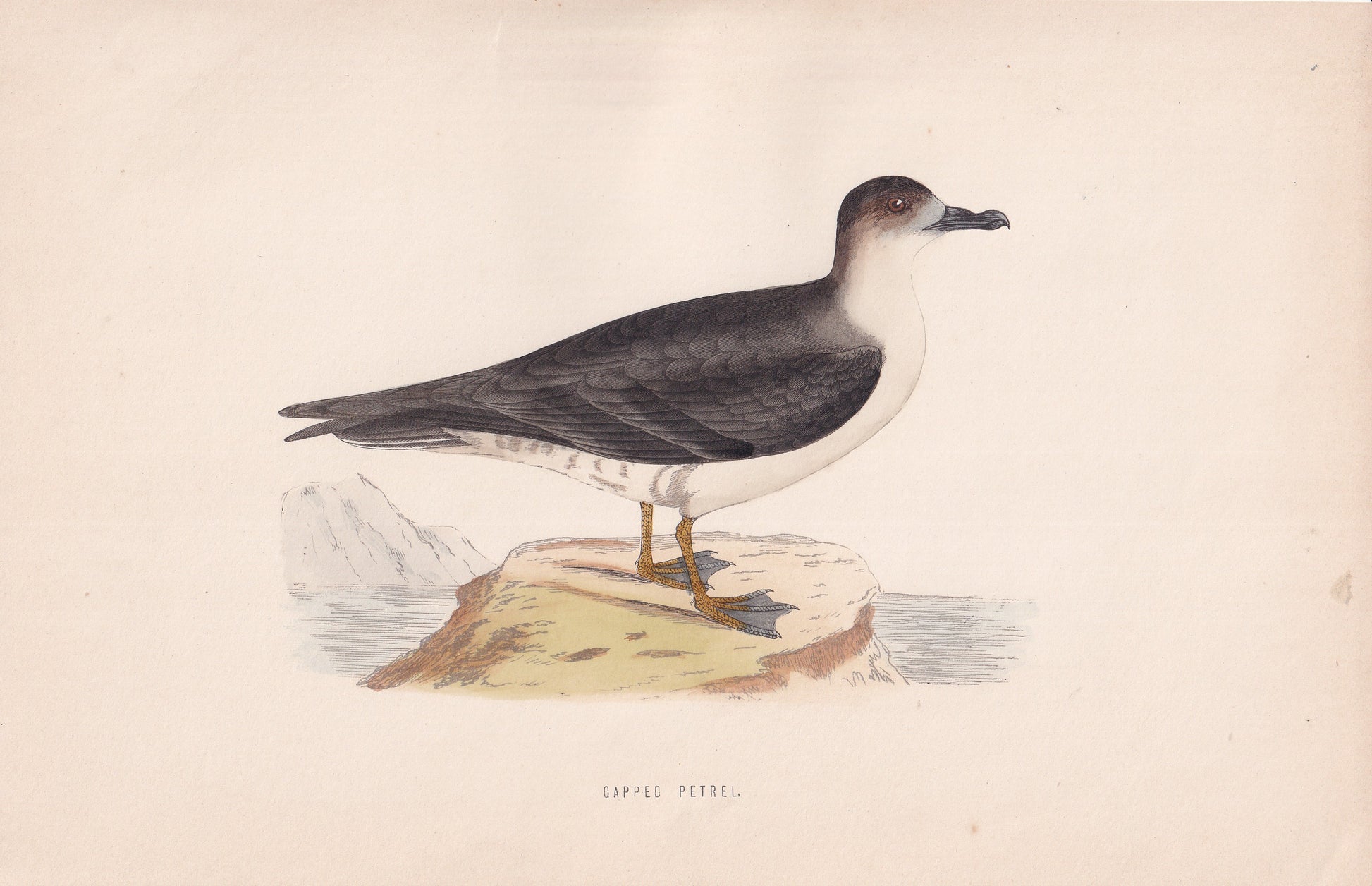 Capped Petrel - original 1870 hand coloured antique bird print by Alexander Francis Lydon, engraved by Benjamin Fawcett