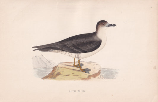 Capped Petrel - original 1870 hand coloured antique bird print by Alexander Francis Lydon, engraved by Benjamin Fawcett