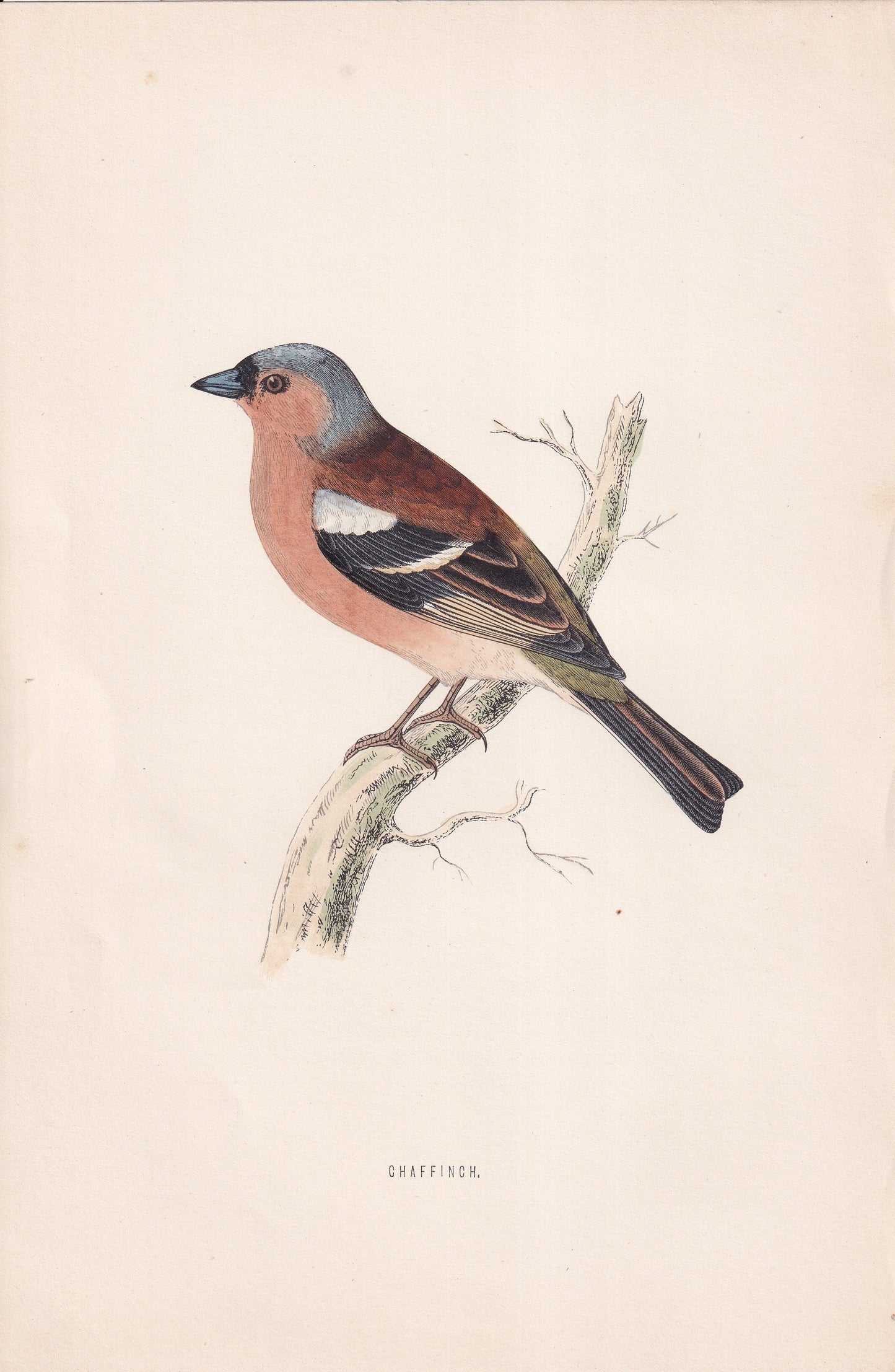 Chaffinch - original 1870 hand coloured antique bird print by Alexander Francis Lydon, engraved by Benjamin Fawcett