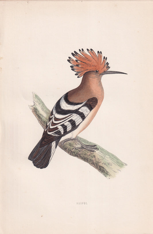 Hoopoe - original 1870 hand coloured antique bird print by Alexander Francis Lydon, engraved by Benjamin Fawcett