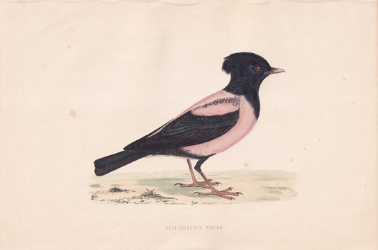 Rose-coloured Pastor - original 1870 hand coloured antique bird print by Alexander Francis Lydon, engraved by Benjamin Fawcett