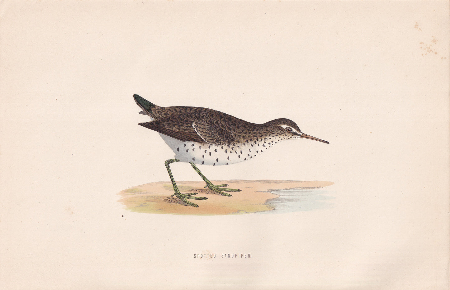 Spotted Sandpiper - original 1870 hand coloured antique bird print by Alexander Francis Lydon, engraved by Benjamin Fawcett