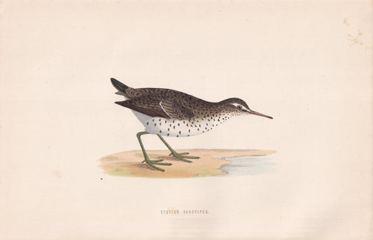 Spotted Sandpiper - original 1870 hand coloured antique bird print by Alexander Francis Lydon, engraved by Benjamin Fawcett