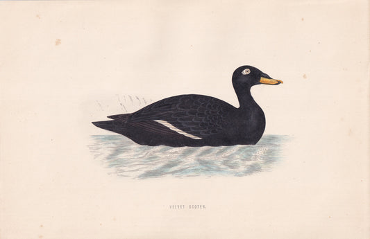 Velvet Scoter - original 1870 hand coloured antique bird print by Alexander Francis Lydon, engraved by Benjamin Fawcett