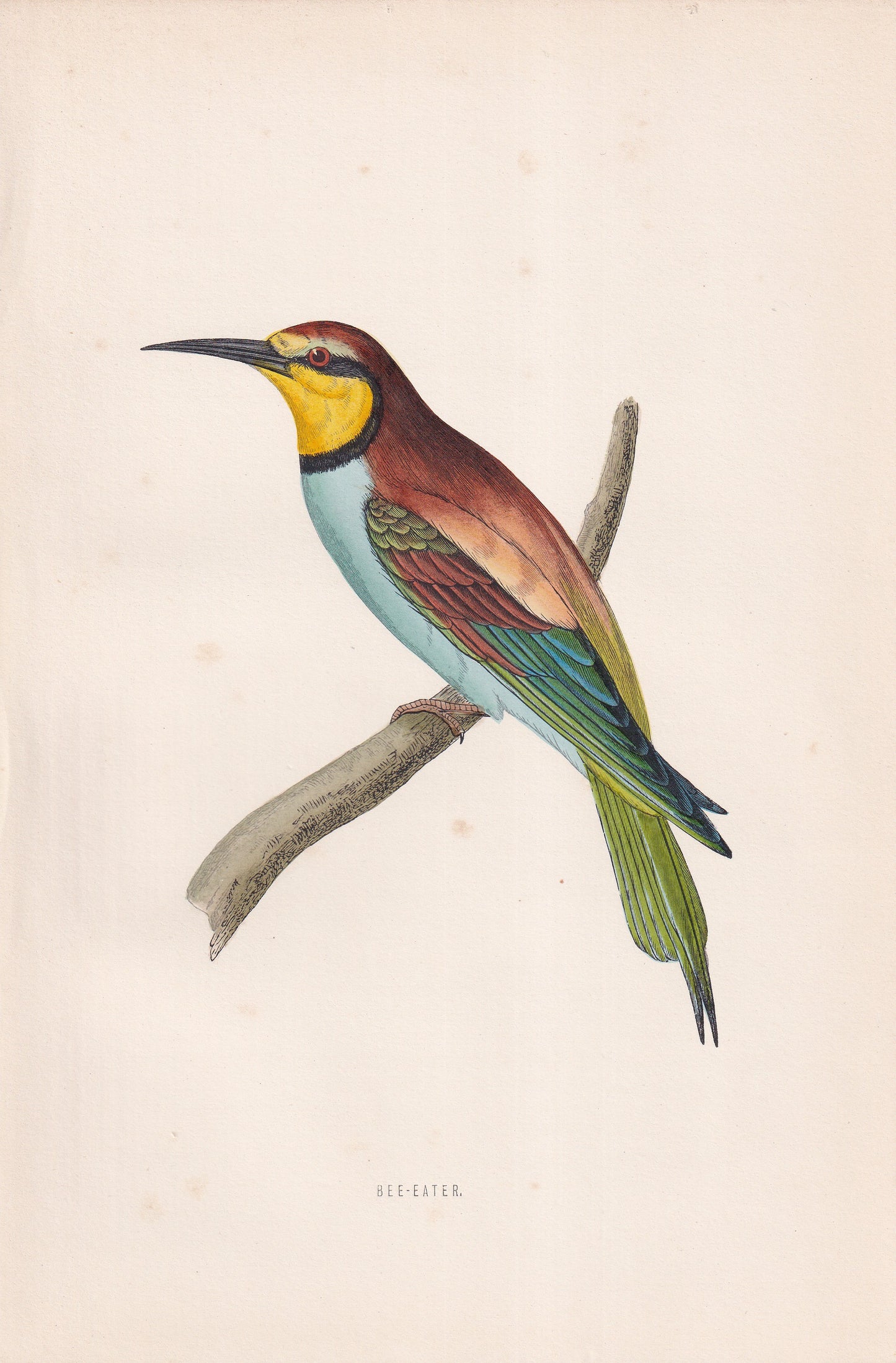 Bee-Eater - original 1870 hand coloured antique bird print by Alexander Francis Lydon, engraved by Benjamin Fawcett