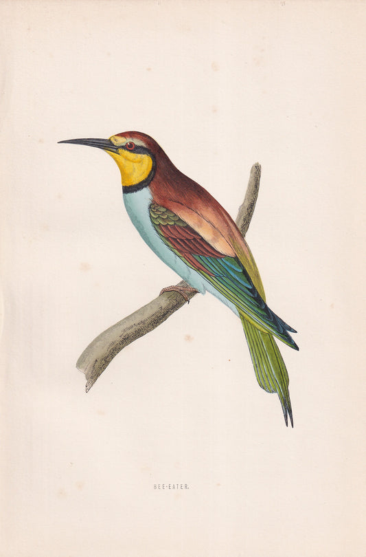 Bee-Eater - original 1870 hand coloured antique bird print by Alexander Francis Lydon, engraved by Benjamin Fawcett