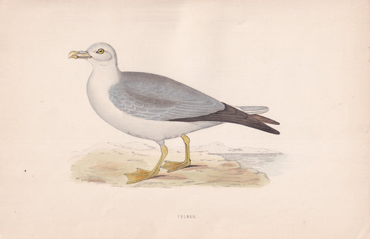 Fulmar - original 1870 hand coloured antique bird print by Alexander Francis Lydon, engraved by Benjamin Fawcett