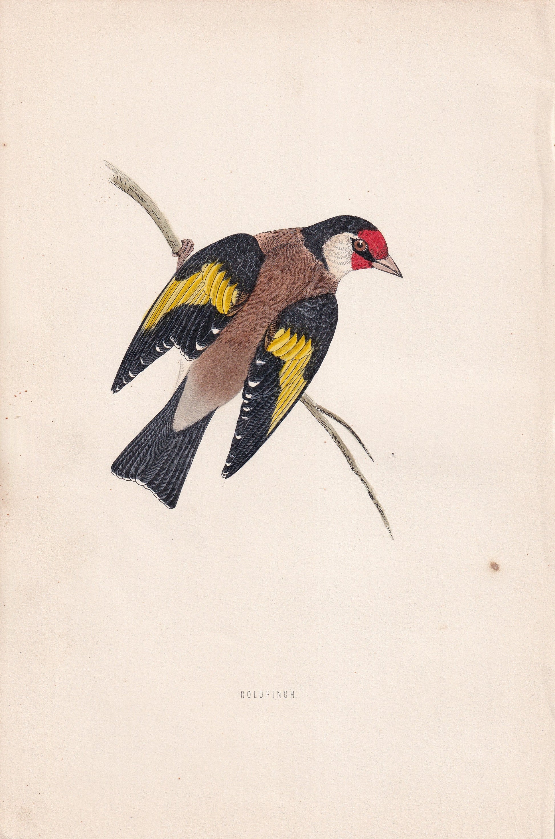 Goldfinch - original 1870 hand coloured antique bird print by Alexander Francis Lydon, engraved by Benjamin Fawcett