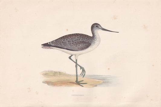 Greenshank - original 1870 hand coloured antique bird print by Alexander Francis Lydon, engraved by Benjamin Fawcett