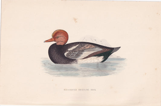 Red-crested Whistling Duck - original 1870 hand coloured antique bird print by Alexander Francis Lydon, engraved by Benjamin Fawcett