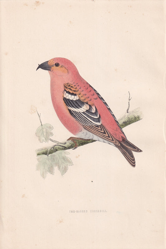 Two-barred Crossbill - original 1870 hand coloured antique bird print by Alexander Francis Lydon, engraved by Benjamin Fawcett
