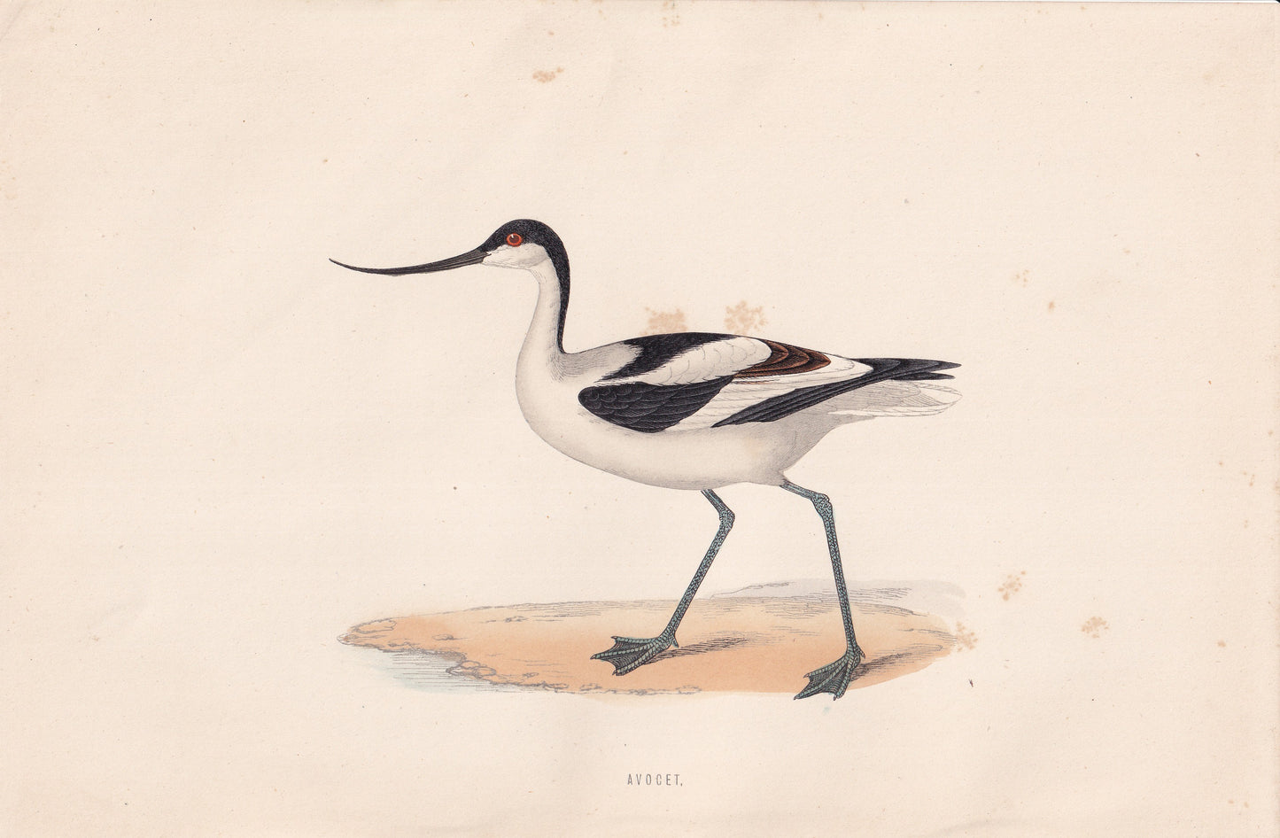 Avocet - original 1870 hand coloured antique bird print by Alexander Francis Lydon, engraved by Benjamin Fawcett