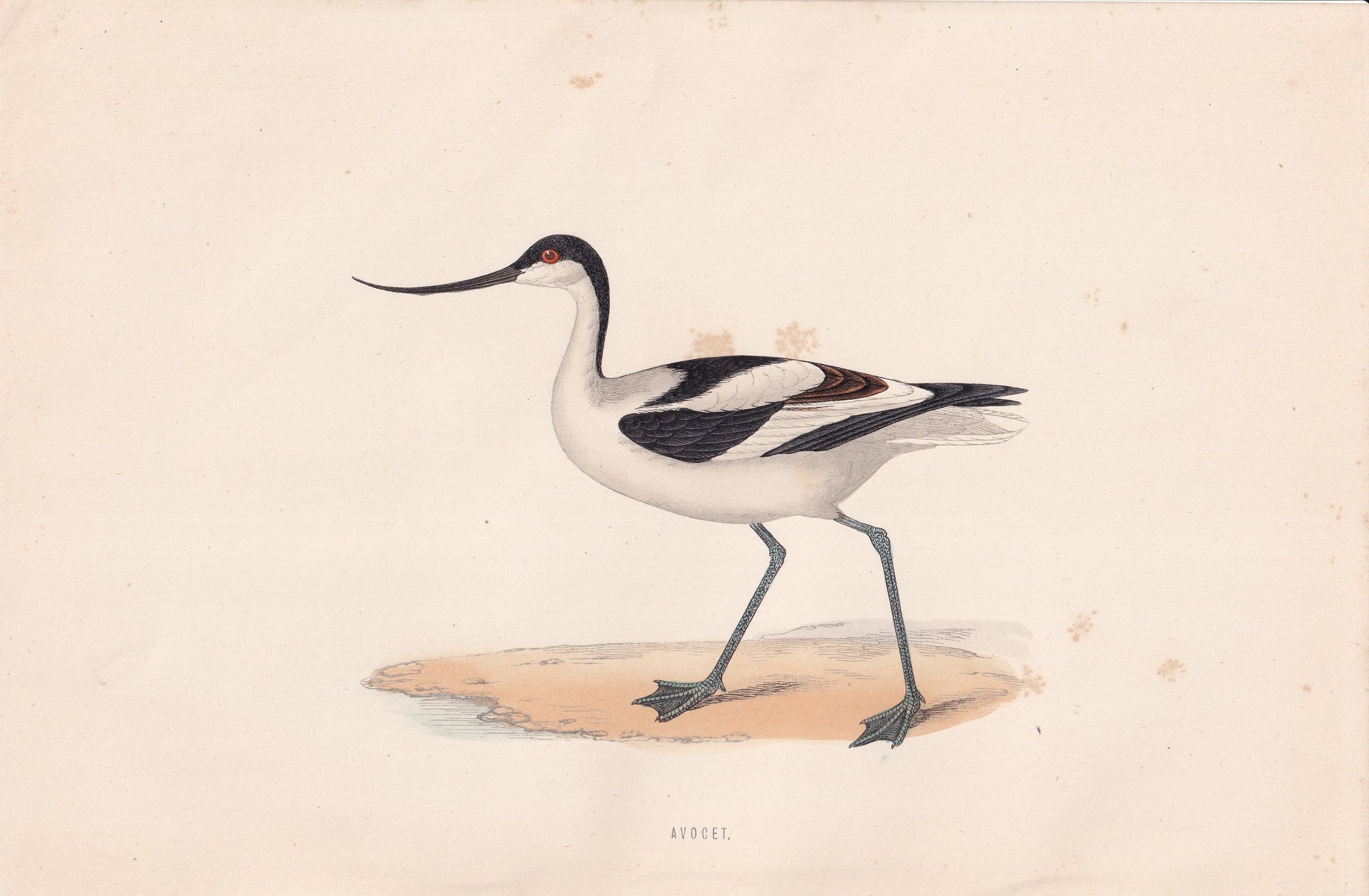 Avocet - original 1870 hand coloured antique bird print by Alexander Francis Lydon, engraved by Benjamin Fawcett