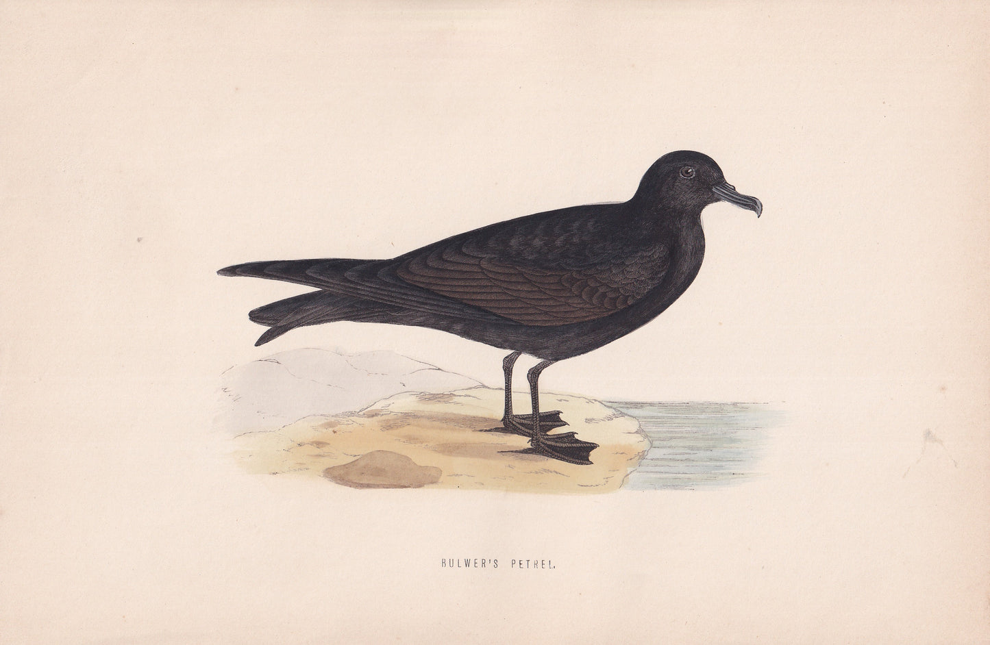 Bulwer's Petrel - original 1870 hand coloured antique bird print by Alexander Francis Lydon, engraved by Benjamin Fawcett