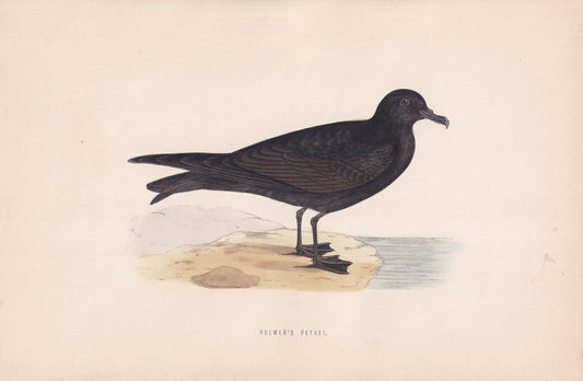 Bulwer's Petrel - original 1870 hand coloured antique bird print by Alexander Francis Lydon, engraved by Benjamin Fawcett