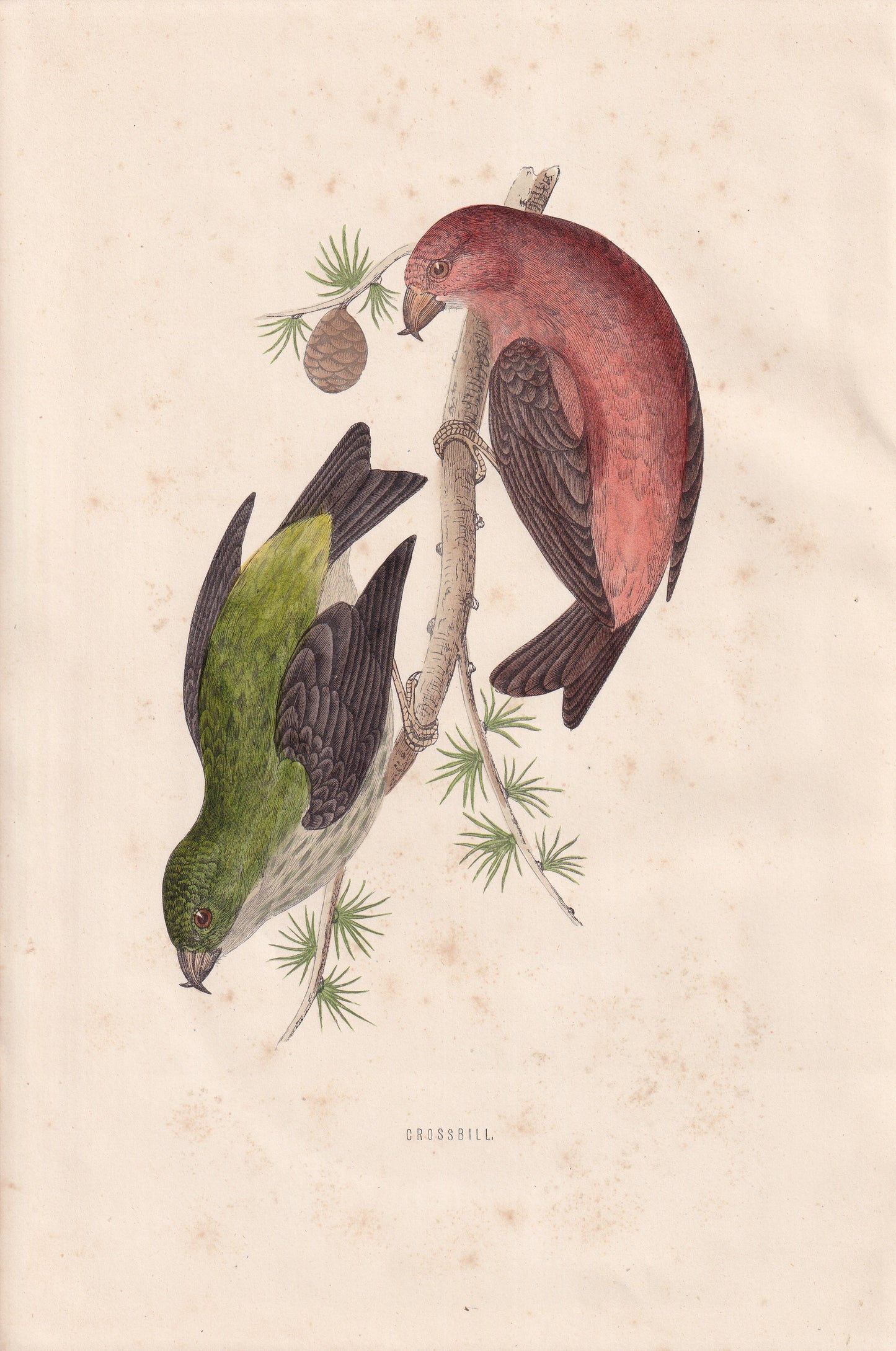 Crossbill - original 1870 hand coloured antique bird print by Alexander Francis Lydon, engraved by Benjamin Fawcett