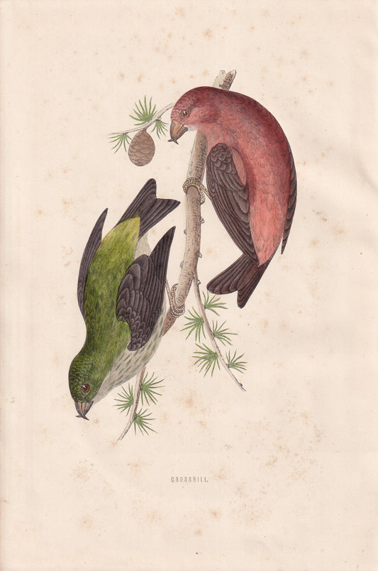 Crossbill - original 1870 hand coloured antique bird print by Alexander Francis Lydon, engraved by Benjamin Fawcett