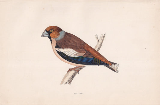 Hawfinch - original 1870 hand coloured antique bird print by Alexander Francis Lydon, engraved by Benjamin Fawcett