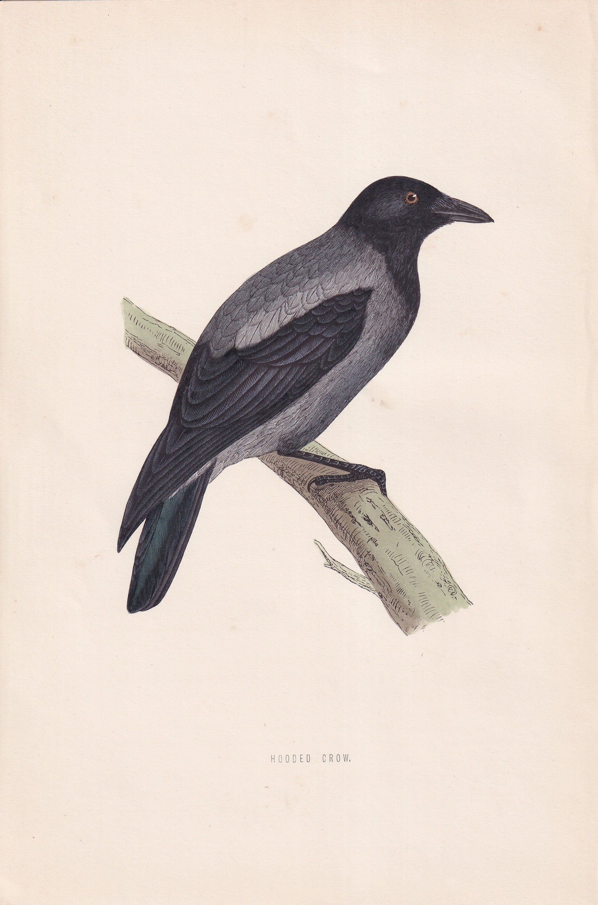 Hooded Crow - original 1870 hand coloured antique bird print by Alexander Francis Lydon, engraved by Benjamin Fawcett
