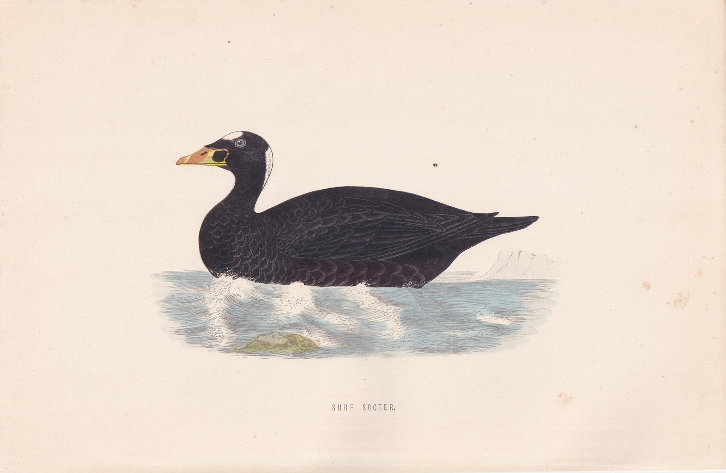 Surf Scoter - original 1870 hand coloured antique bird print by Alexander Francis Lydon, engraved by Benjamin Fawcett