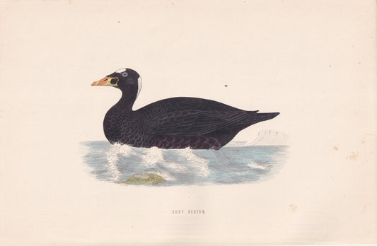Surf Scoter - original 1870 hand coloured antique bird print by Alexander Francis Lydon, engraved by Benjamin Fawcett