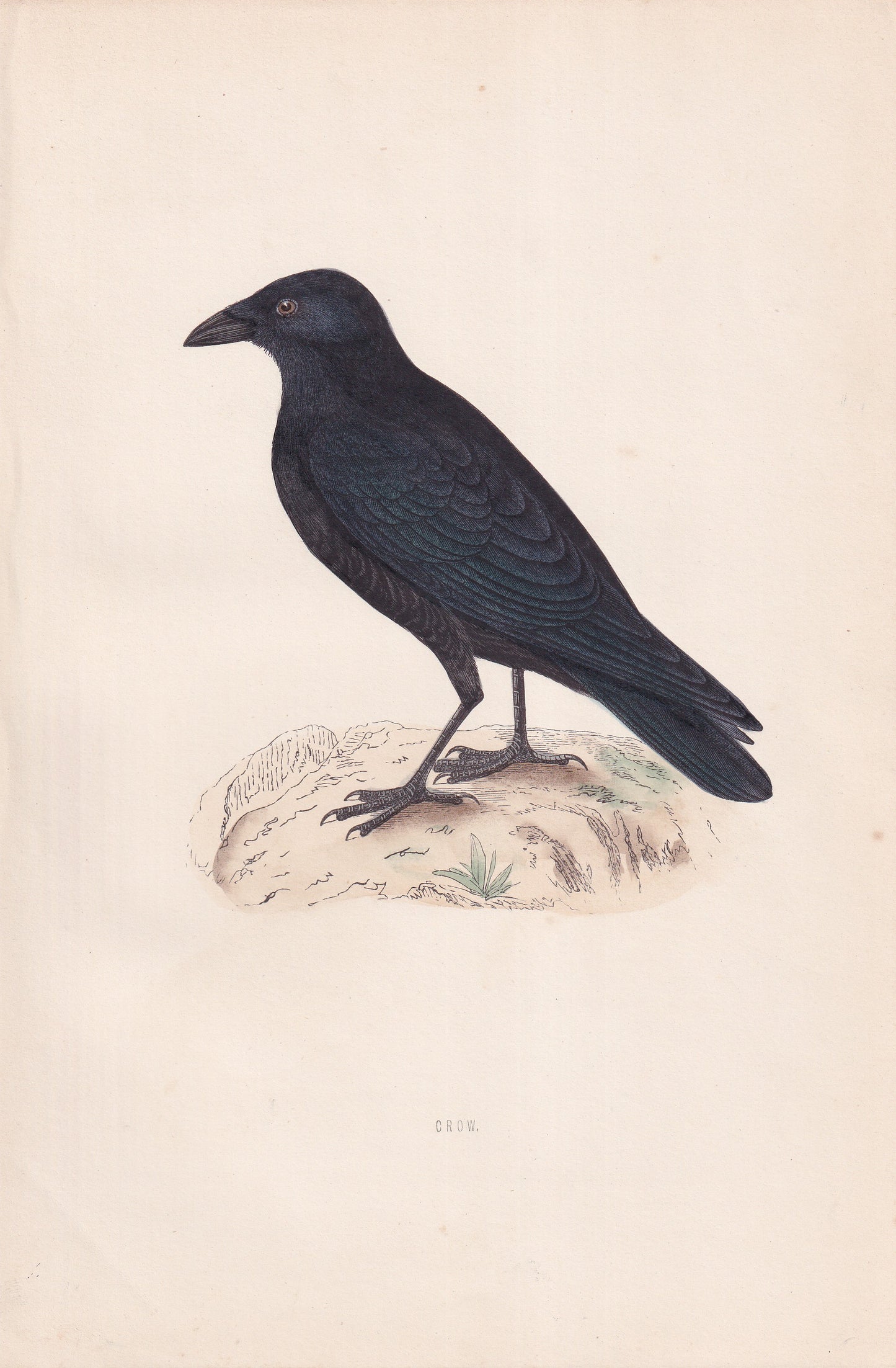 Crow - original 1870 hand coloured antique bird print by Alexander Francis Lydon, engraved by Benjamin Fawcett
