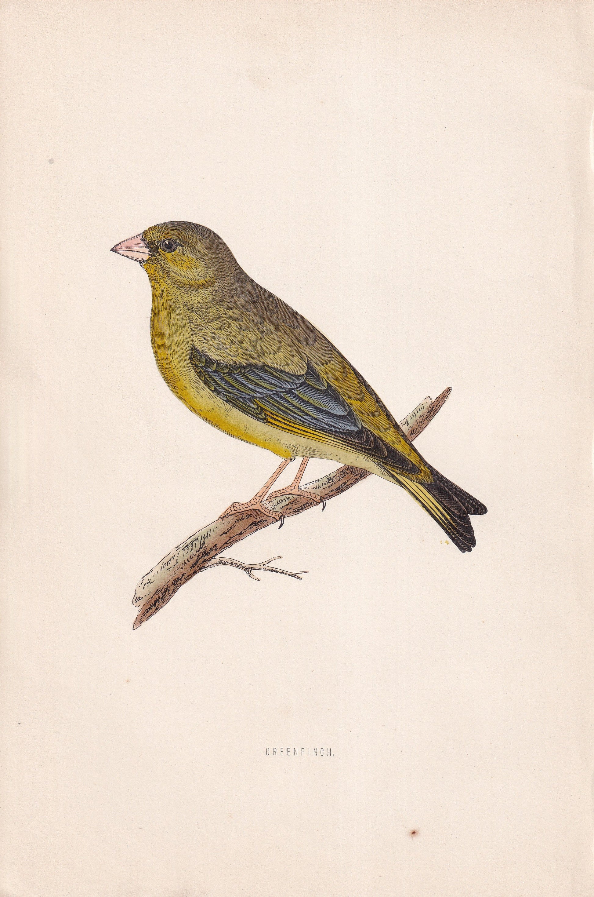 Greenfinch - original 1870 hand coloured antique bird print by Alexander Francis Lydon, engraved by Benjamin Fawcett