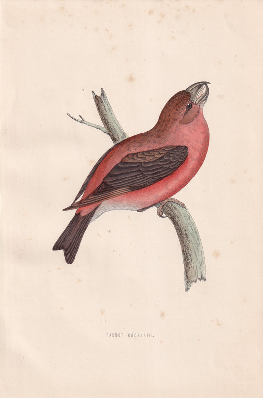 Parrot Crossbill - original 1870 hand coloured antique bird print by Alexander Francis Lydon, engraved by Benjamin Fawcett