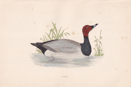 Pochard - original 1870 hand coloured antique bird print by Alexander Francis Lydon, engraved by Benjamin Fawcett