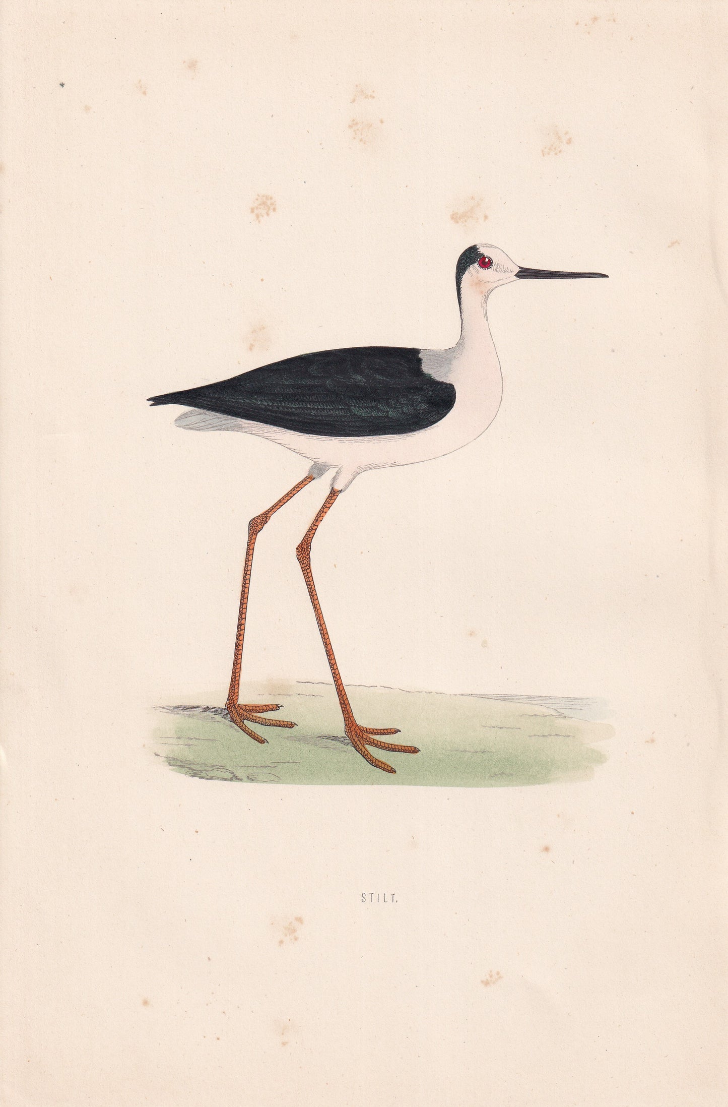 Stilt - original 1870 hand coloured antique bird print by Alexander Francis Lydon, engraved by Benjamin Fawcett