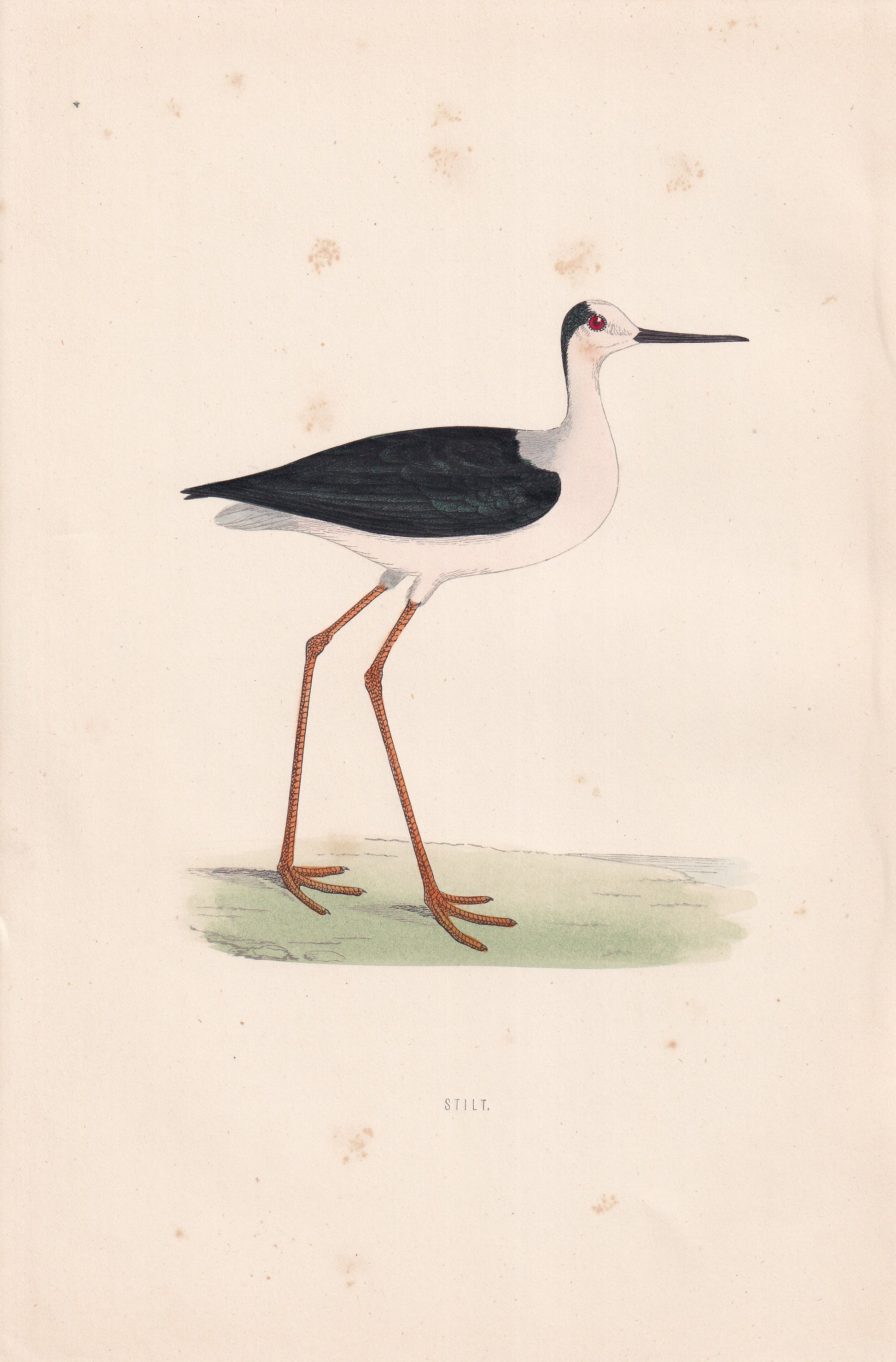 Stilt - original 1870 hand coloured antique bird print by Alexander Francis Lydon, engraved by Benjamin Fawcett